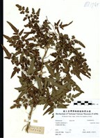 藏品(海金沙)的圖片